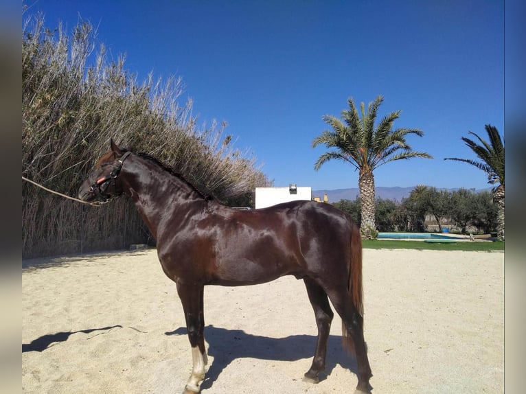 Andalusian Stallion Chestnut in El Mami