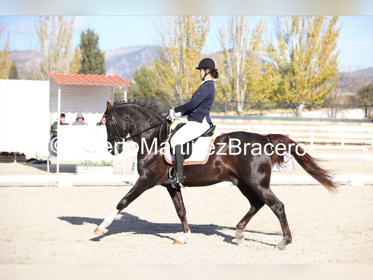 Andalusian Stallion Chestnut in El Mami