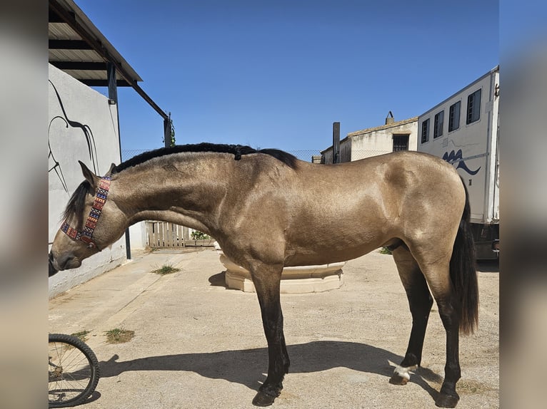 Andalusian Stallion Dun in Cheste