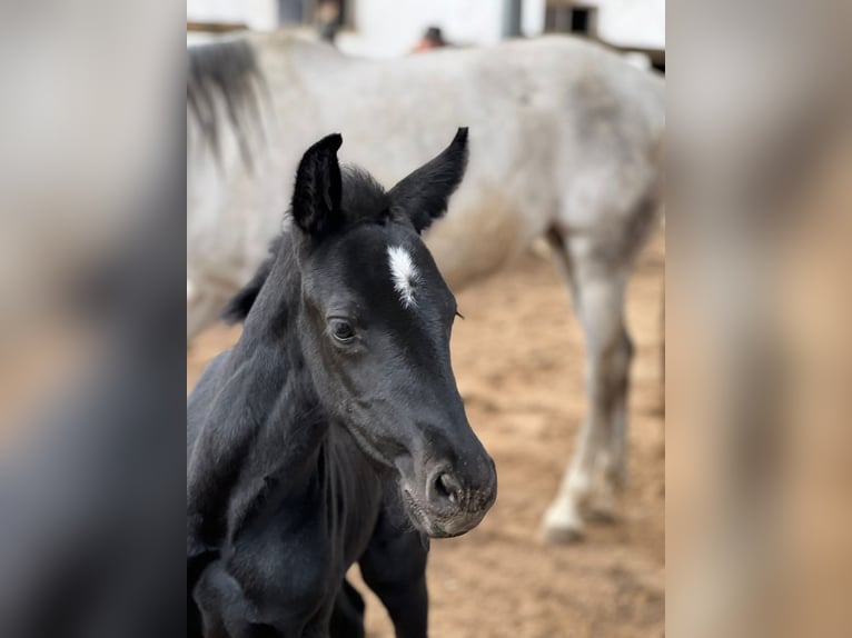 Andalusian Stallion Foal (01/2024) 13,1 hh Gray in Kraków