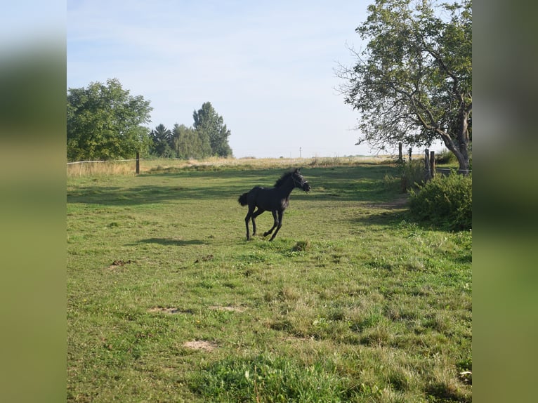 Andalusian Stallion Foal (01/2024) 13,1 hh Gray in Kraków