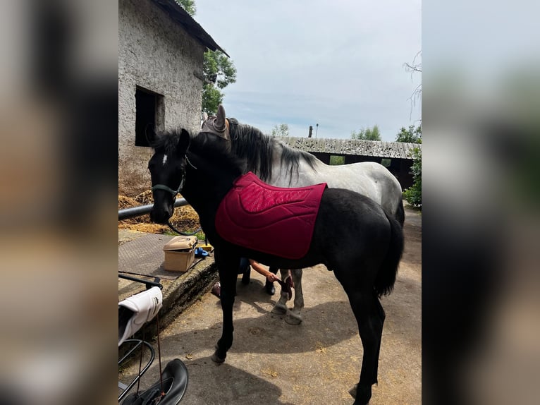 Andalusian Stallion Foal (01/2024) 13,1 hh Gray in Kraków