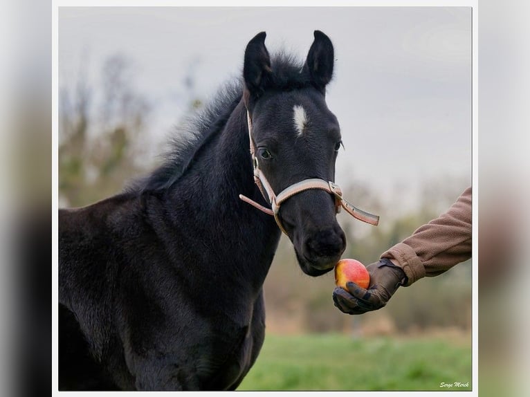 Andalusian Stallion Foal (01/2024) 13,1 hh Gray in Kraków