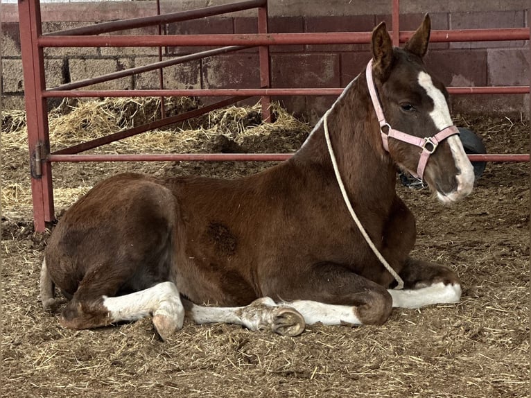 Andalusian Stallion Foal (06/2024) 13,2 hh Chestnut-Red in Fuenlabrada