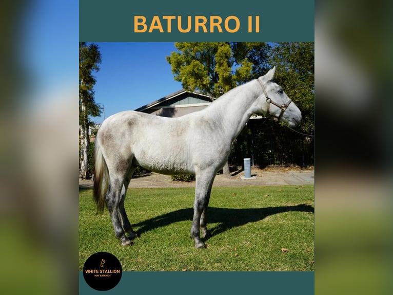 Andalusian Stallion Foal (02/2025) 14 hh White in Corona, CA