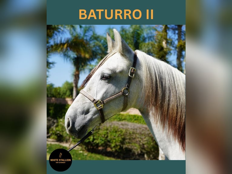 Andalusian Stallion Foal (02/2025) 14 hh White in Corona, CA