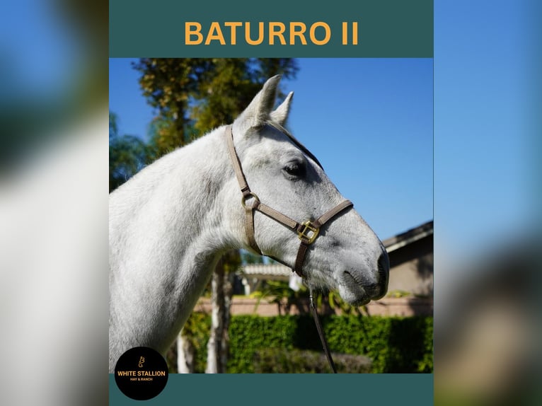 Andalusian Stallion Foal (02/2025) 14 hh White in Corona, CA