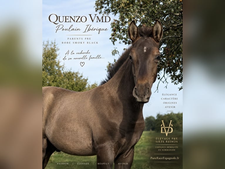 Andalusian Mix Stallion Foal (05/2026) 15.2 hh Black in La Vespière