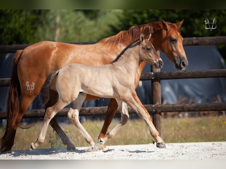 Andalusian Mix Stallion Foal (05/2026) 15.2 hh Black in La Vespière