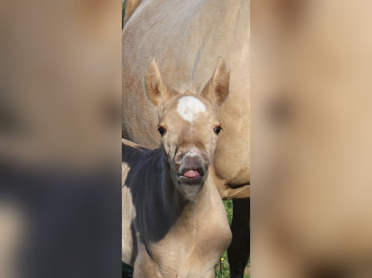 Andalusian Stallion Foal (04/2026) 15.2 hh Palomino in Engen