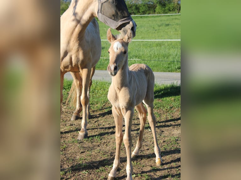 Andalusian Stallion Foal (04/2026) 15.2 hh Palomino in Engen