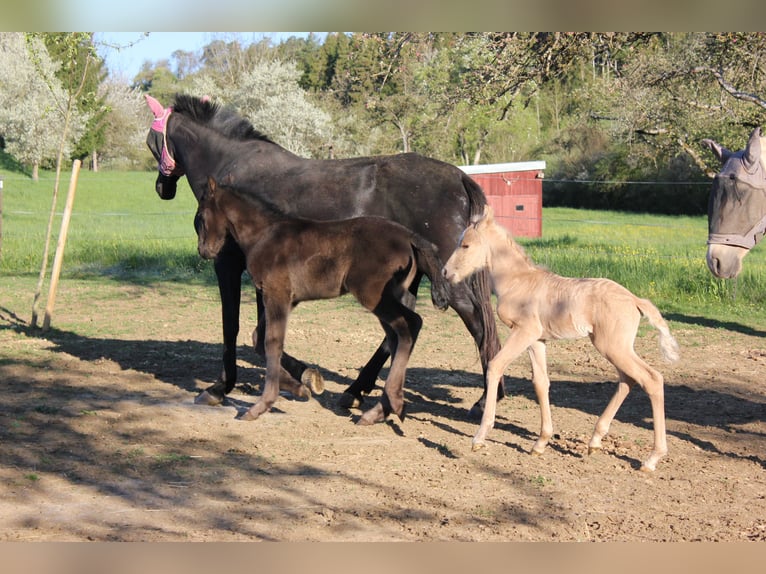 Andalusian Stallion Foal (04/2026) 15.2 hh Palomino in Engen