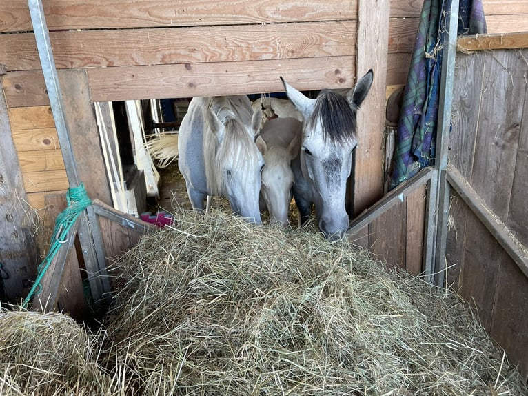 Andalusian Stallion Foal (06/2024) 15,2 hh Perlino in Waldeck