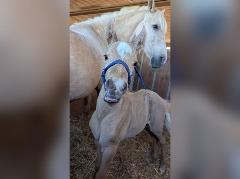 Andalusian Stallion Foal (04/2026) 15,2 hh Palomino in Engen