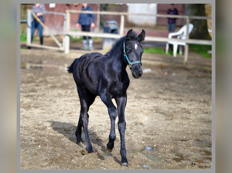 Andalusian Stallion Foal (01/2024) 16,1 hh Gray in Kraków