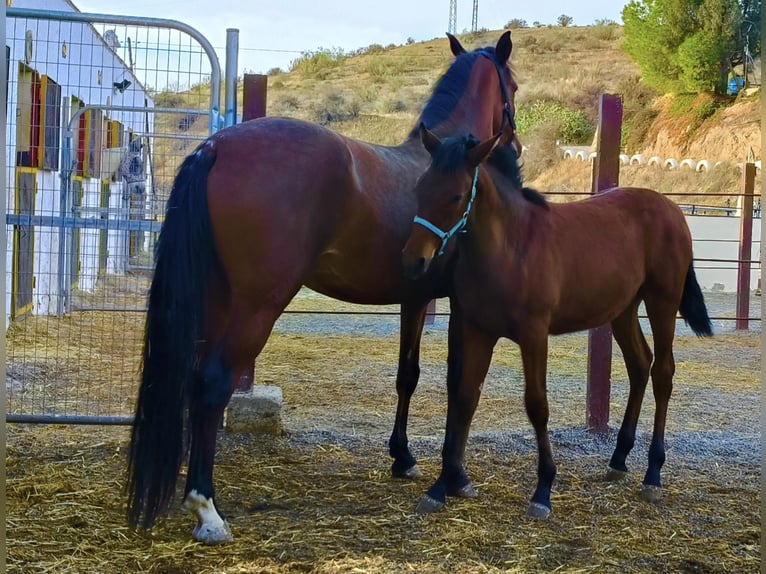 Andalusian Stallion Foal (04/2025) 16 hh Brown in Tabernas Almeria
