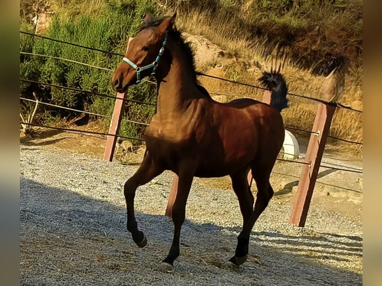 Andalusian Stallion Foal (04/2025) 16 hh Brown in Tabernas Almeria