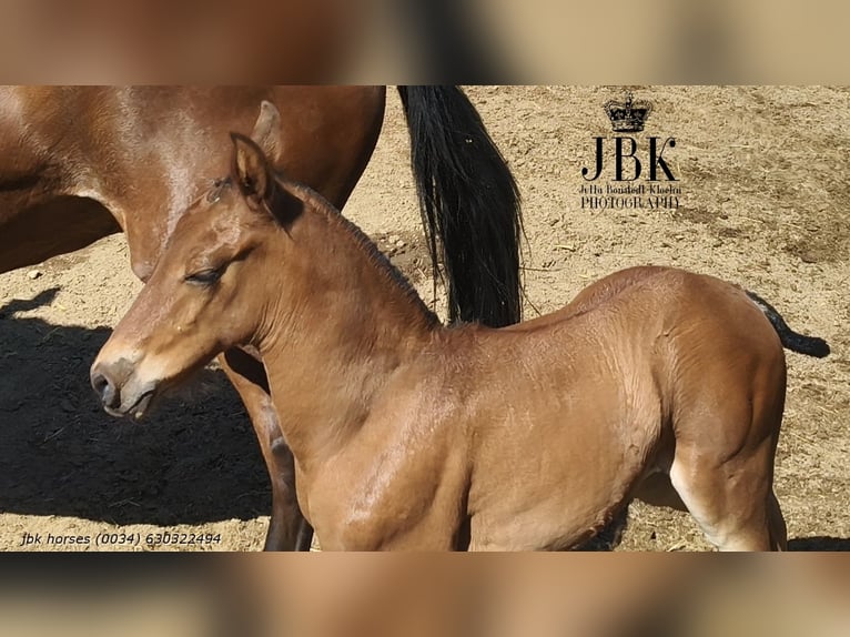 Andalusian Stallion  16 hh Brown in Tabernas Almer&#xED;a