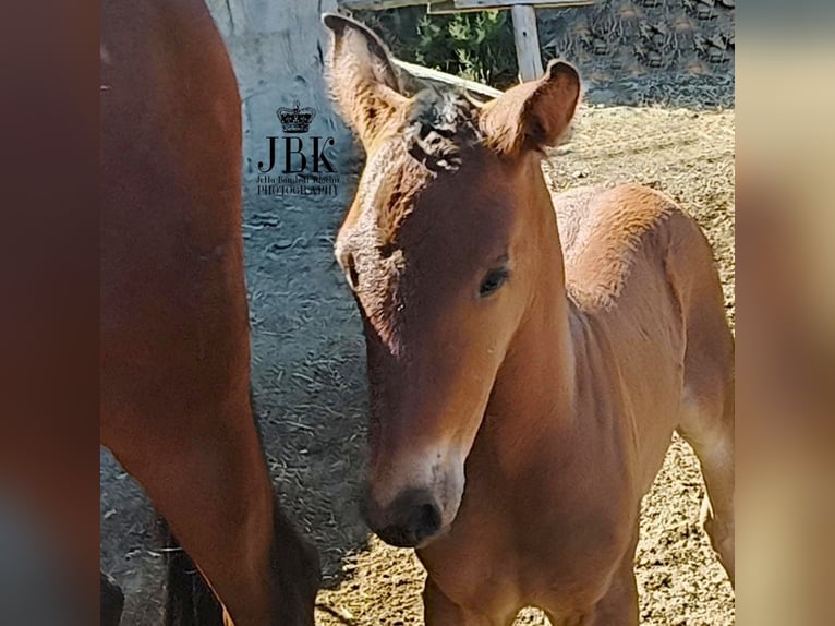 Andalusian Stallion  16 hh Brown in Tabernas Almer&#xED;a