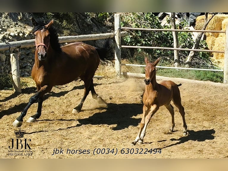 Andalusian Stallion  16 hh Brown in Tabernas Almer&#xED;a