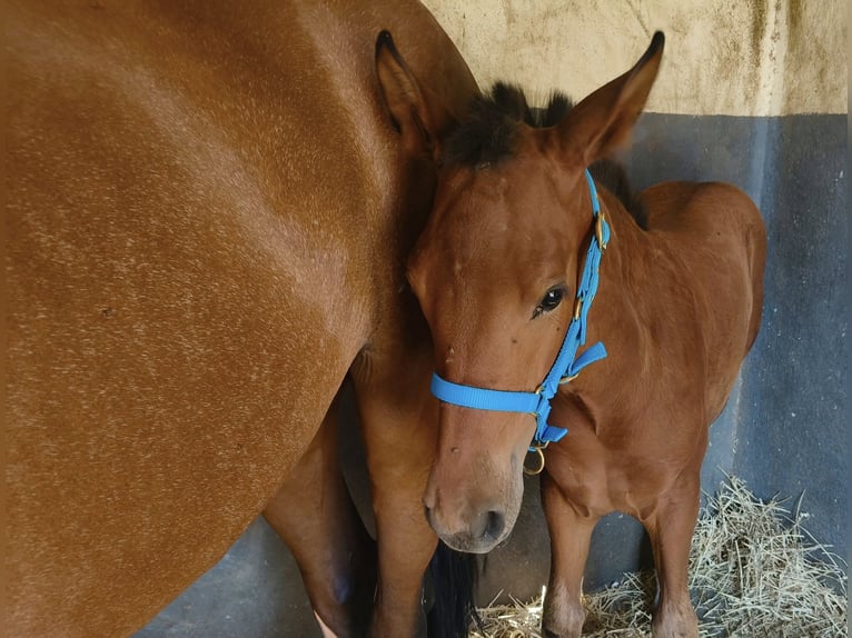 Andalusian Stallion Foal (04/2025) 16 hh Brown in Tabernas Almeria