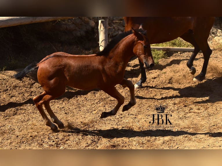 Andalusian Stallion Foal (04/2025) 16 hh Brown in Tabernas Almeria