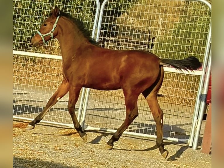 Andalusian Stallion Foal (04/2025) 16 hh Brown in Tabernas Almeria
