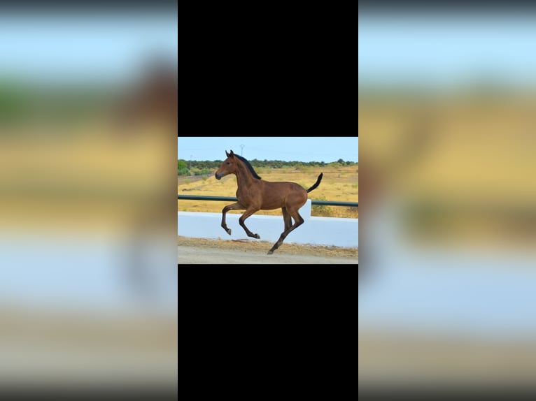 Andalusian Stallion Foal (05/2025) 16 hh Brown in Badajoz