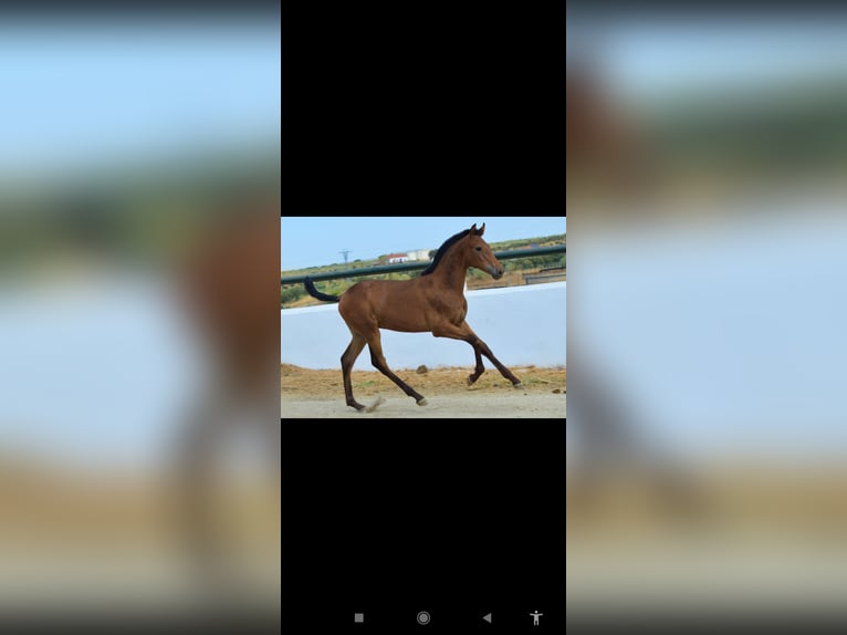 Andalusian Stallion Foal (05/2025) 16 hh Brown in Badajoz