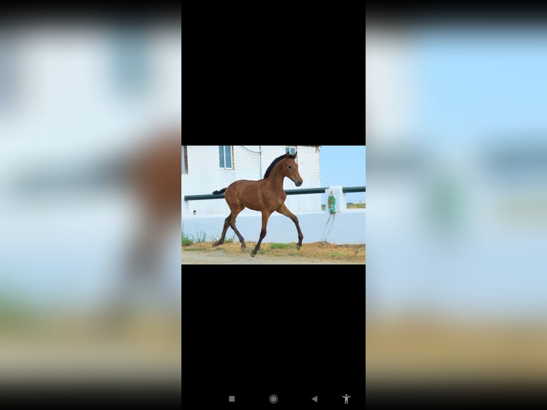 Andalusian Stallion Foal (05/2025) 16 hh Brown in Badajoz