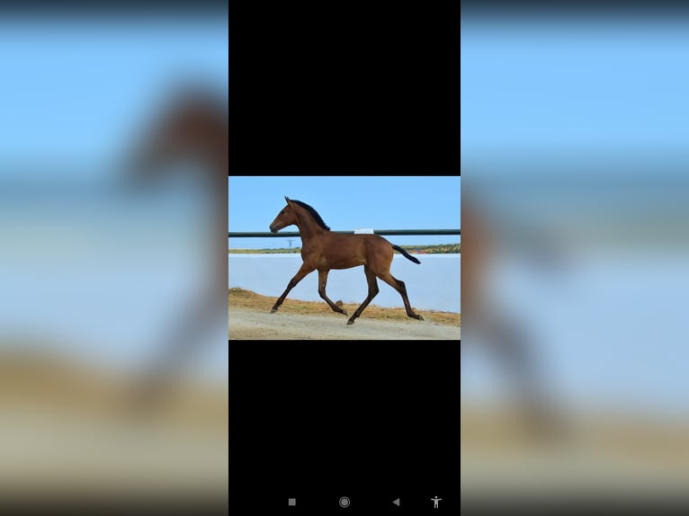 Andalusian Stallion Foal (05/2025) 16 hh Brown in Badajoz