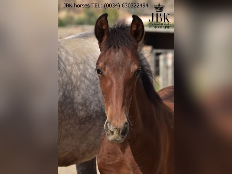 Andalusian Stallion Foal (02/2025) 16 hh Brown in Tabernas Almeria