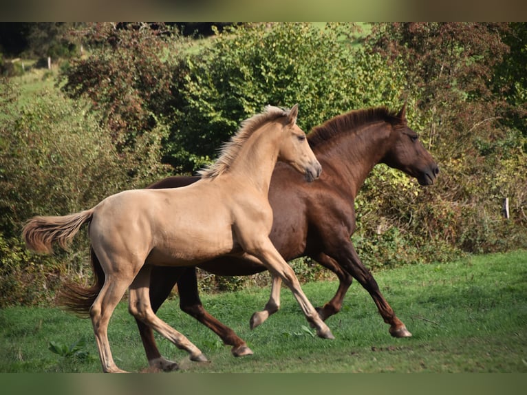 Andalusian Stallion Foal (04/2026) 16 hh Pearl in Dochamps