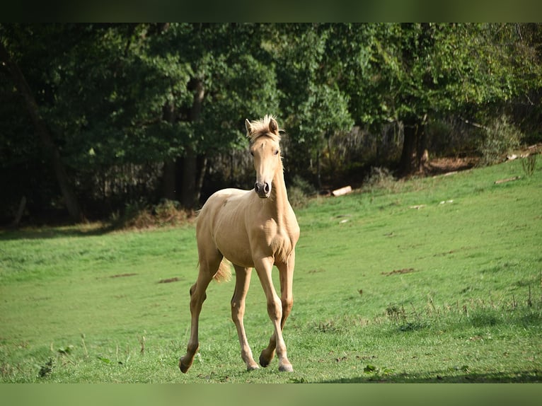 Andalusian Stallion Foal (04/2026) 16 hh Pearl in Dochamps