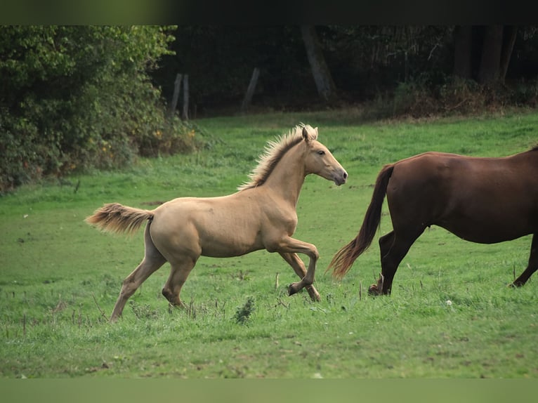 Andalusian Stallion Foal (04/2026) 16 hh Pearl in Dochamps