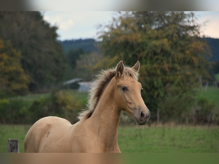 Andalusian Stallion Foal (04/2026) 16 hh Pearl in Dochamps