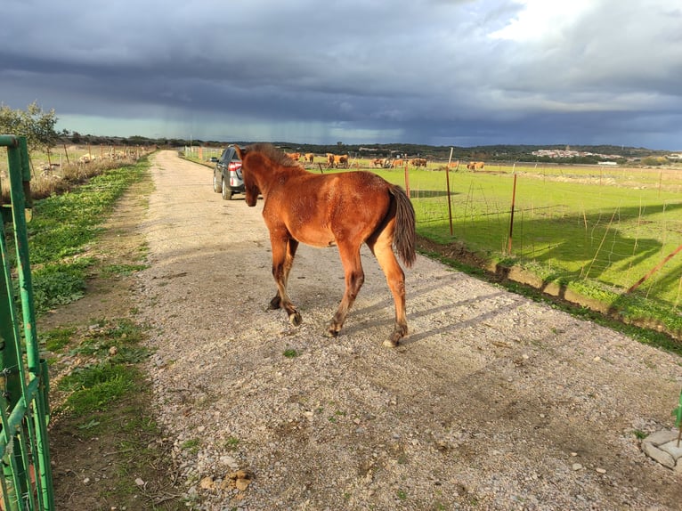 Andalusian Stallion Foal (03/2025) 16,1 hh Brown in Caceres