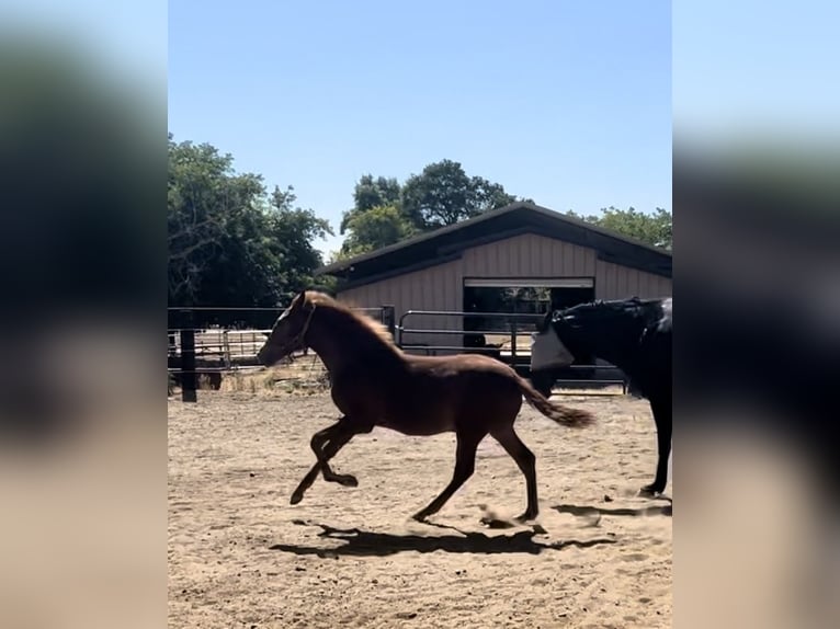 Andalusian Stallion Foal (02/2025) Chestnut in Herald