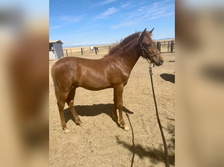 Andalusian Stallion Foal (02/2025) Chestnut in Herald