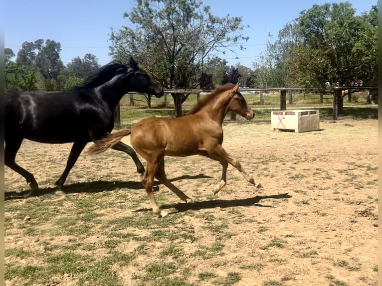 Andalusian Stallion Foal (02/2025) Chestnut in Herald
