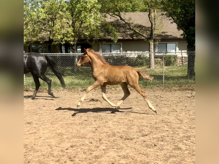 Andalusian Stallion Foal (02/2025) Chestnut in Herald