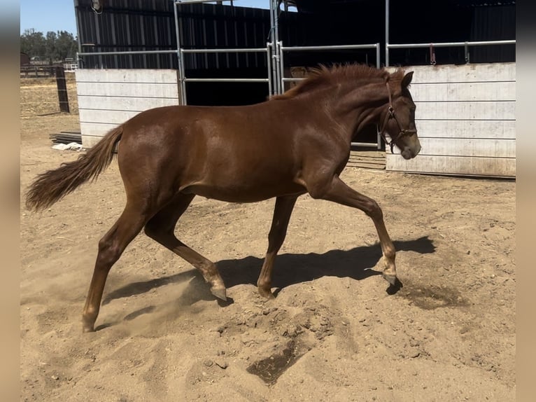 Andalusian Stallion Foal (02/2025) Chestnut in Herald