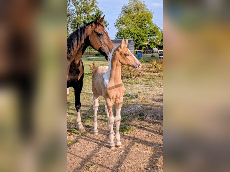 Andalusian Mix Stallion Foal (01/2026) Palomino in Northamptonshire