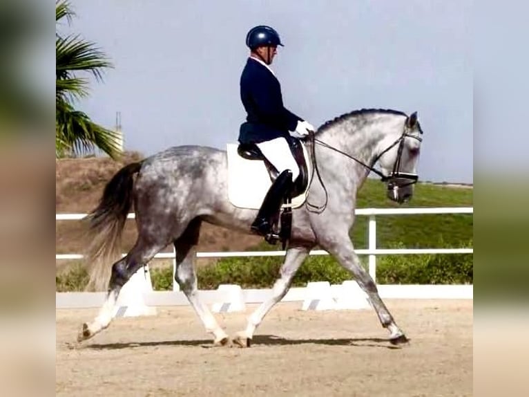Andalusian Stallion Grey in Los Palacios Y Villafranca