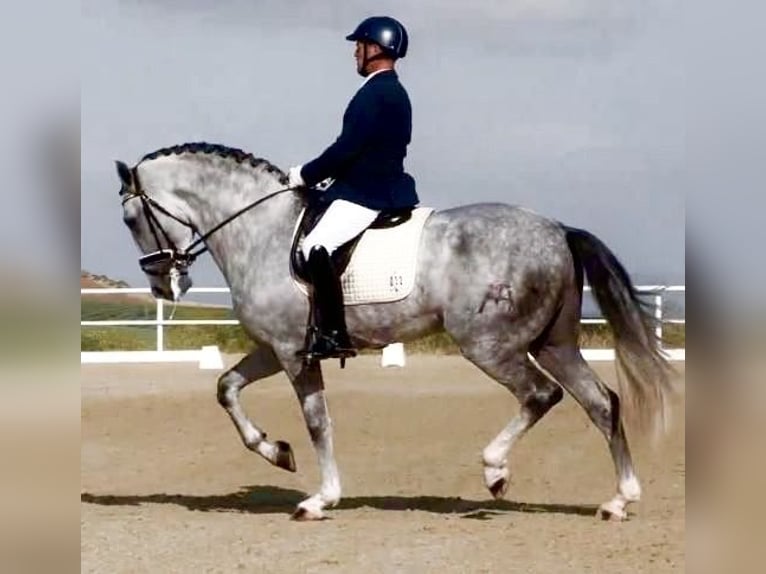 Andalusian Stallion Grey in Los Palacios Y Villafranca