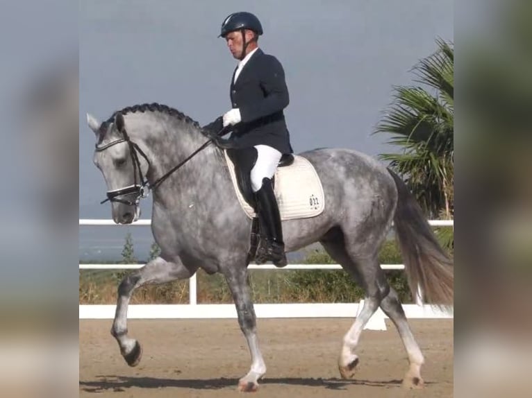 Andalusian Stallion Grey in Los Palacios Y Villafranca