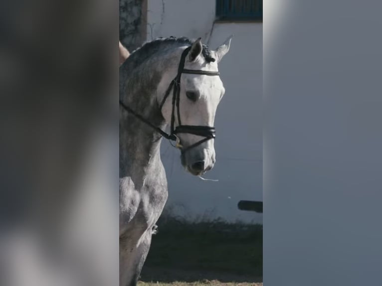 Andalusian Stallion Grey in Los Palacios Y Villafranca