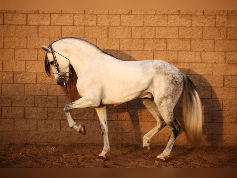 Andalusian Stallion Grey in Corona, CA