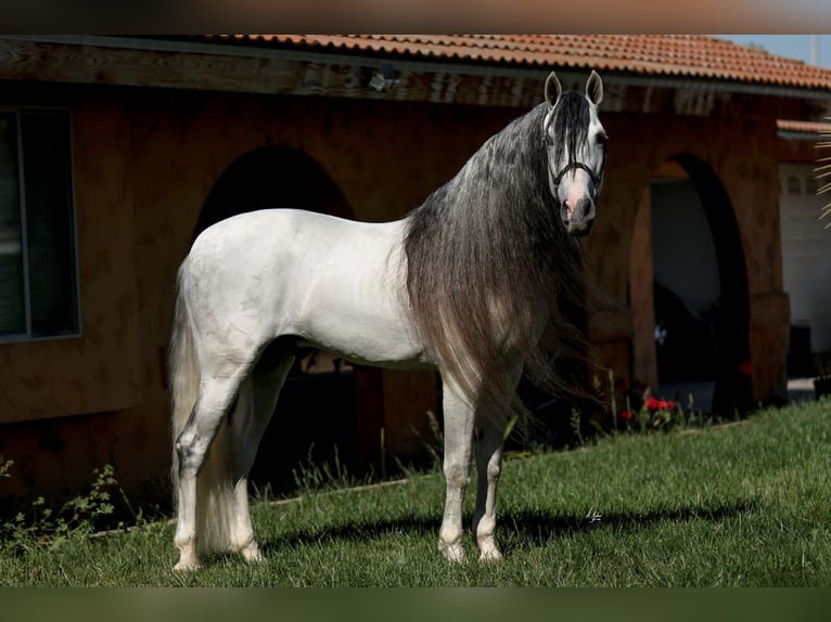 Andalusian Stallion Grey in Corona, CA