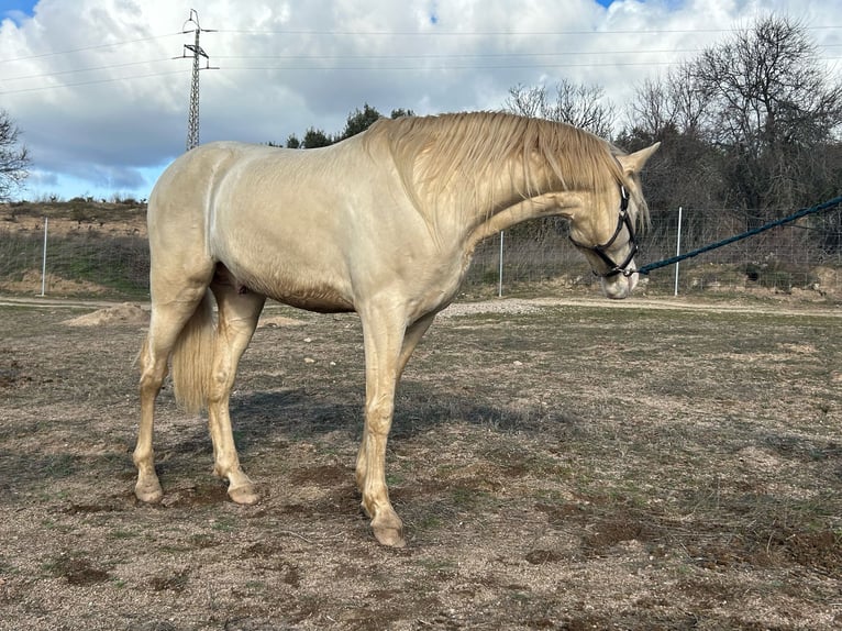 Andalusian Mix Stallion Perlino in San Martin De Valdeiglesias